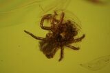 Fossil Mothfly & Spider In Baltic Amber #81667-2